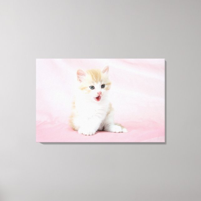 Kitten på Rosa Background Canvastryck (Framsida)