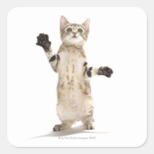 Kitten på White Background Fyrkantigt Klistermärke