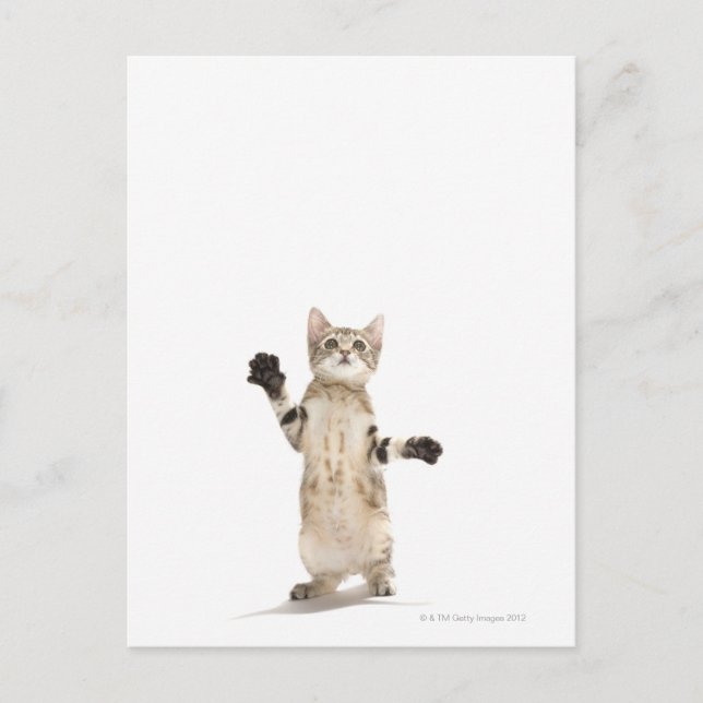 Kitten på White Background Vykort (Framsida)