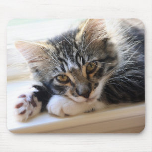 Kitten på Windows sill Mouse Pad Musmatta