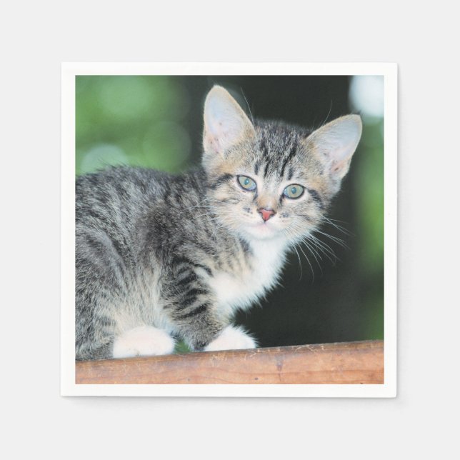 Kitten Pappersservett (Framsidan)