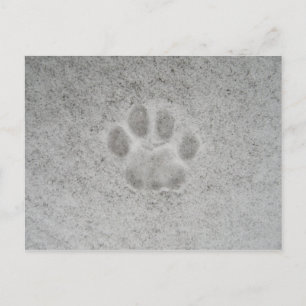 Kitten paw-utskrift i snö vykort