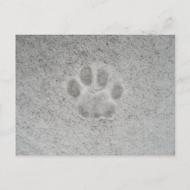 Kitten paw-utskrift i snö vykort (Framsida)