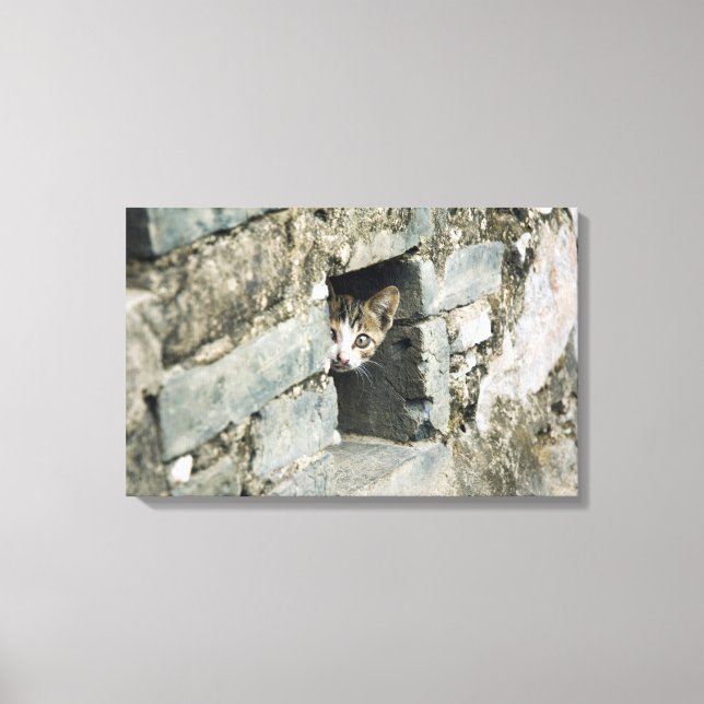 Kitten Peeking out of Wall, Yangshuo, Guangxi Canvastryck (Framsida)