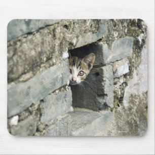 Kitten Peeking out of Wall, Yangshuo, Guangxi Musmatta