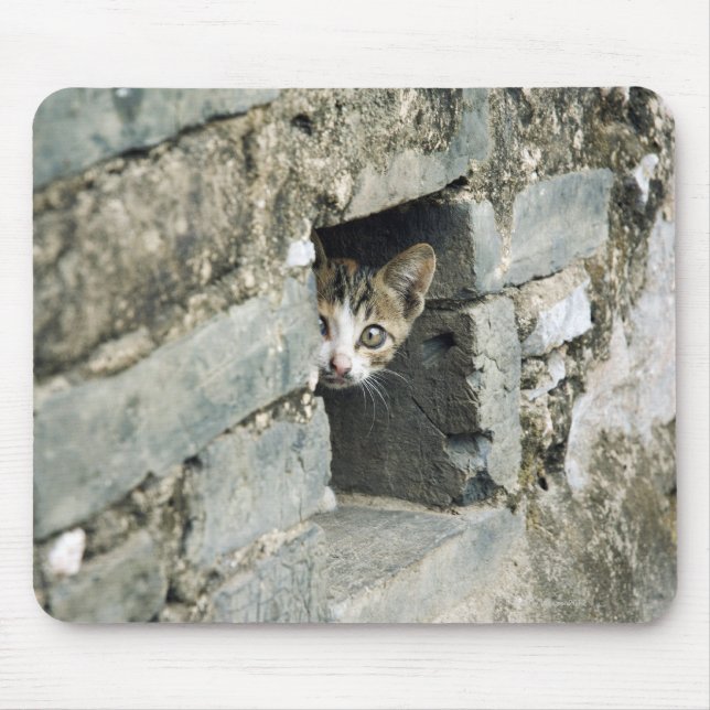 Kitten Peeking out of Wall, Yangshuo, Guangxi Musmatta (Framsidan)