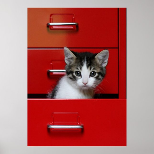 Kitten Peeking Poster (Framsidan)