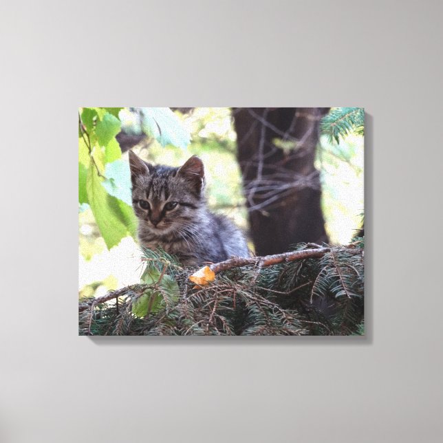 Kitten Photo Baby Cat Single Print Canvastryck (Framsida)