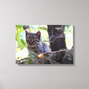 Kitten Photo Baby Cat Single Print Canvastryck