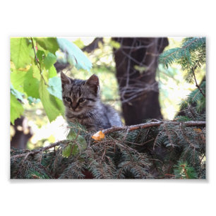 Kitten Photo Kodak Professionell Photo Fototryck