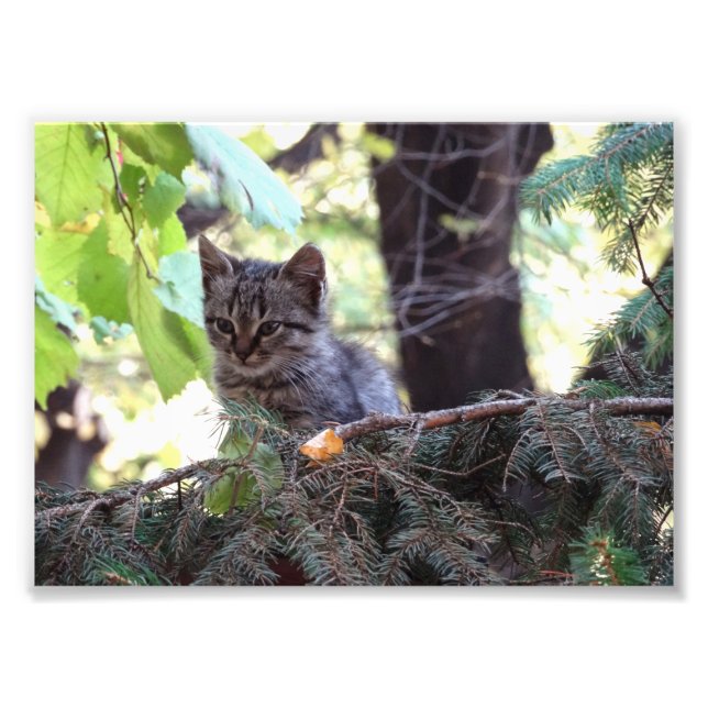 Kitten Photo Kodak Professionell Photo Fototryck (Framsidan)