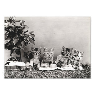 Kitten Picnic Fototryck