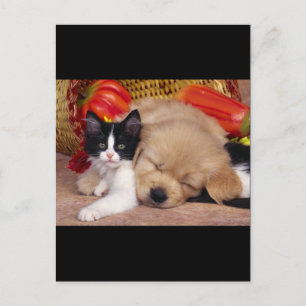 Kitten Pillow Vykort