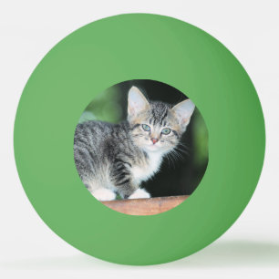 Kitten Pingisboll