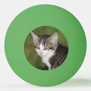 Kitten Pingisboll