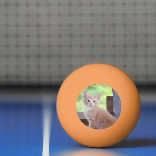 Kitten Pingisboll