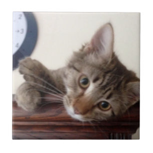 Kitten Porträtt Kakelplatta