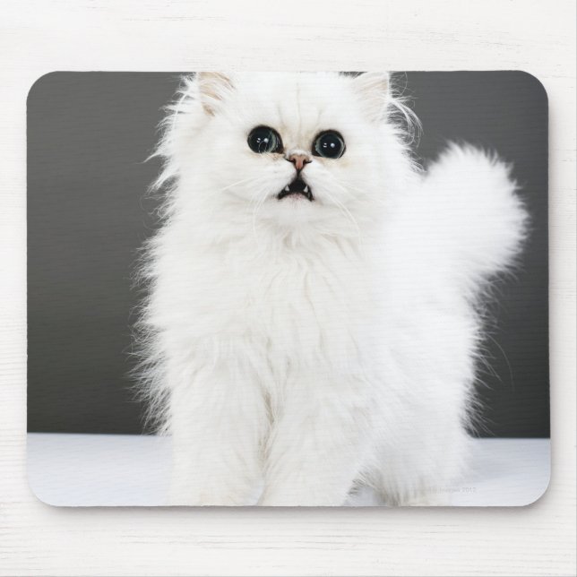 Kitten Porträtt Musmatta (Framsidan)