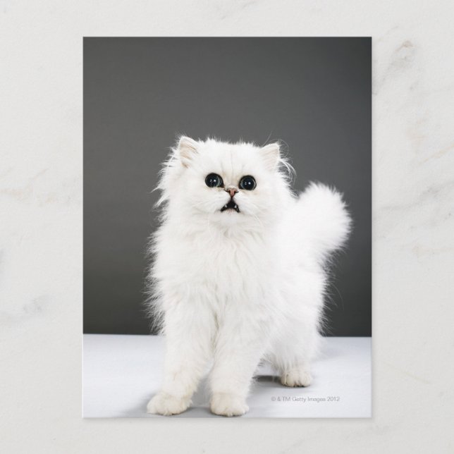 Kitten Porträtt Vykort (Framsida)