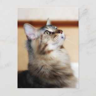 Kitten Post Card - Maine Coon Cat Vykort