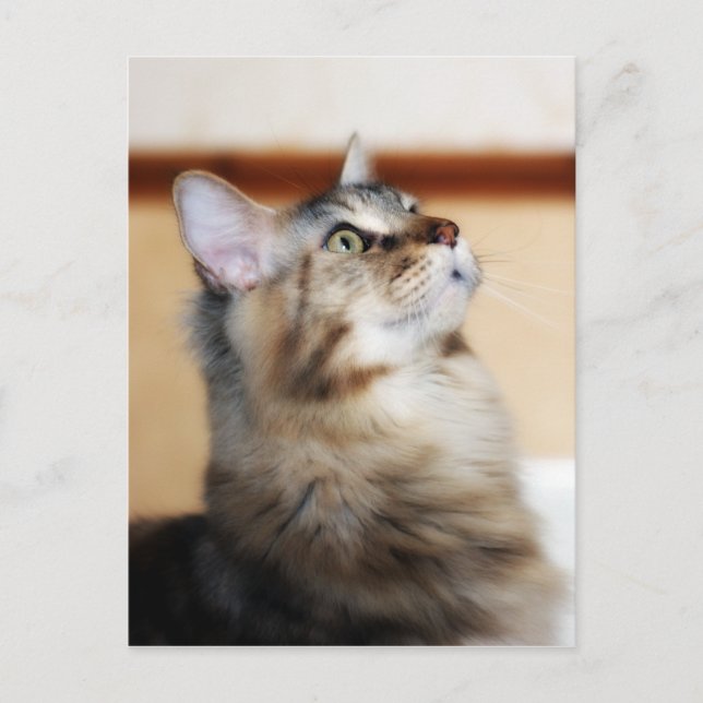 Kitten Post Card - Maine Coon Cat Vykort (Framsida)