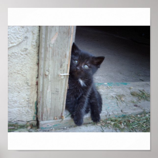 Kitten Poster (Framsidan)