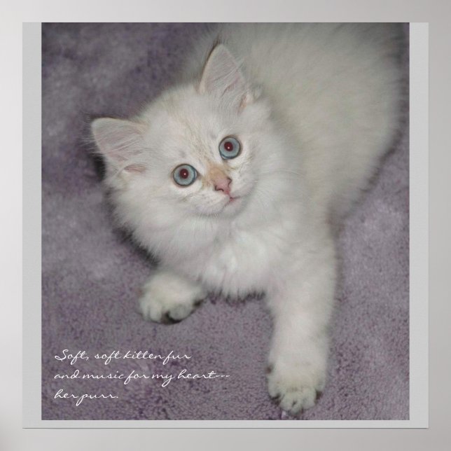 Kitten Poster (Framsidan)