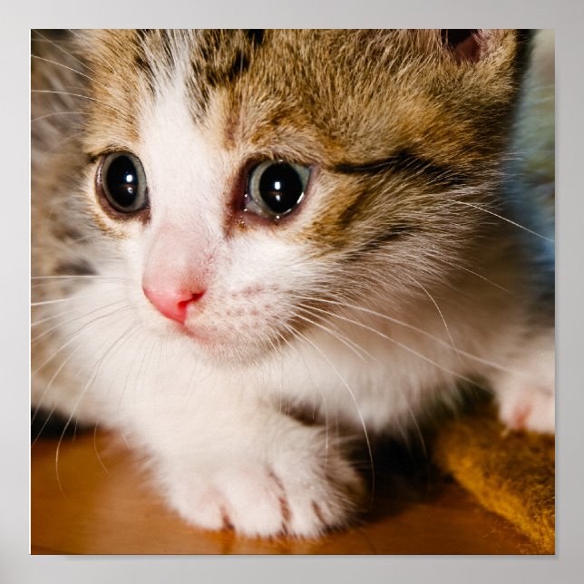 Kitten poster (Framsidan)