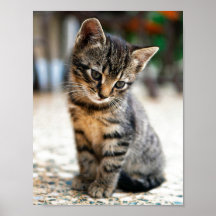 KITTEN POSTER I FÄRG