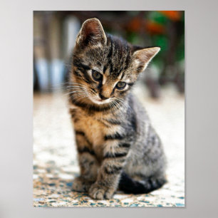 KITTEN POSTER I FÄRG