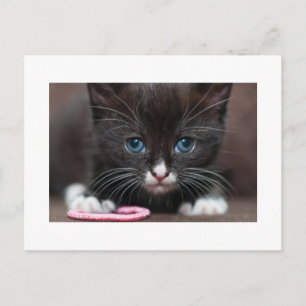 Kitten Power Vykort