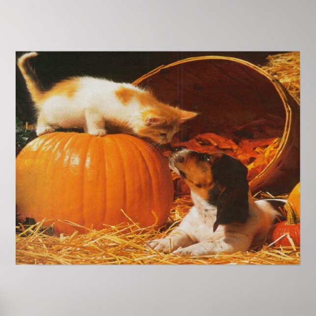 Kitten, Pumpkin och Puppy Print Poster (Framsidan)