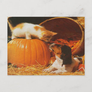 Kitten, Pumpkin och Puppy Vykort