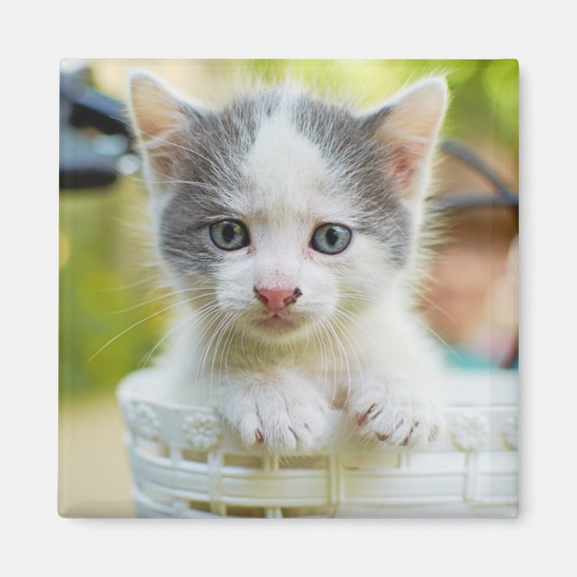 Kitten Rides A Bike Magnet (Framsidan)