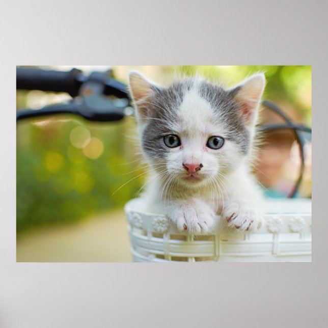 Kitten Rides A Bike Poster (Framsidan)