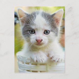 Kitten Rides A Bike Vykort