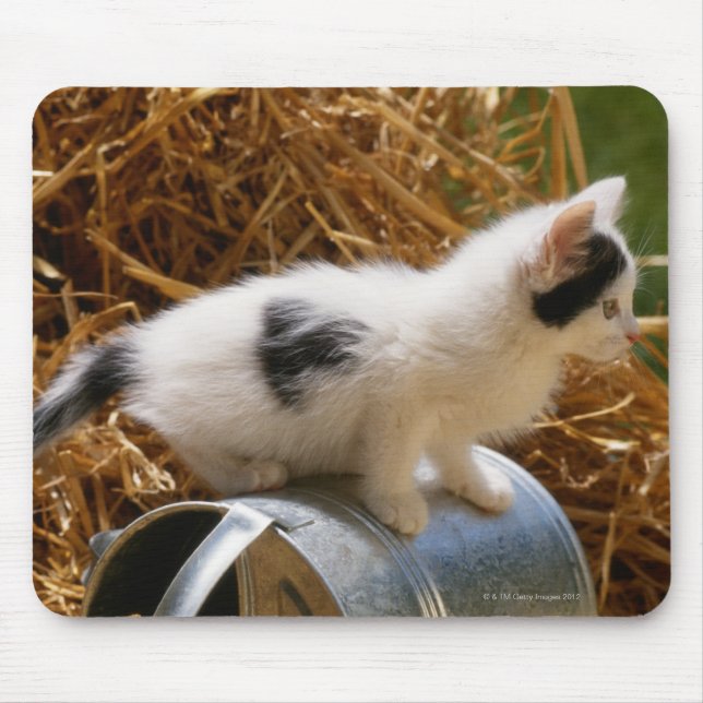 Kitten sitta ovanpå vattenburken musmatta (Framsidan)