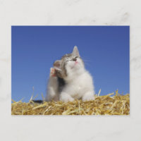 Kitten sitta på halm, klåda, närhet