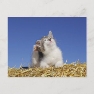 Kitten sitta på halm, klåda, närhet vykort