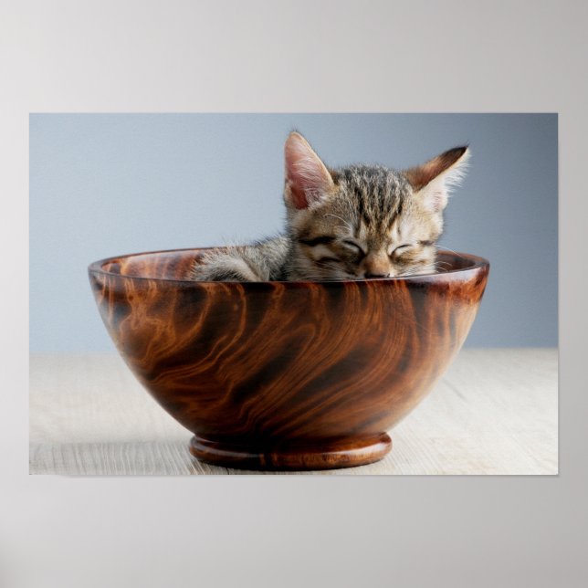 Kitten Sleeping in a Bowl Poster (Framsidan)