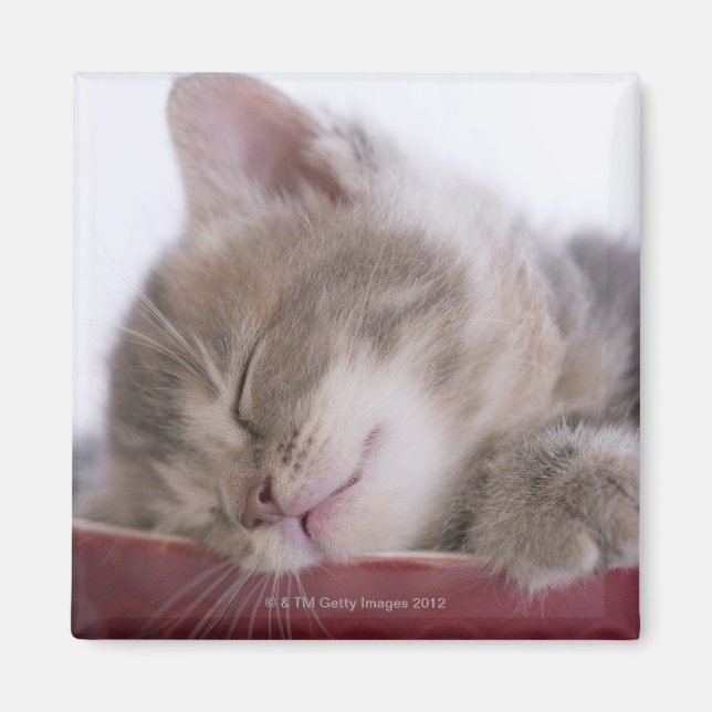Kitten Sleeping in Bowl 2 Magnet (Framsidan)