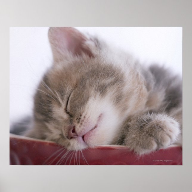 Kitten Sleeping in Bowl 2 Poster (Framsidan)
