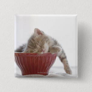 Kitten Sleeping in Bowl Knapp