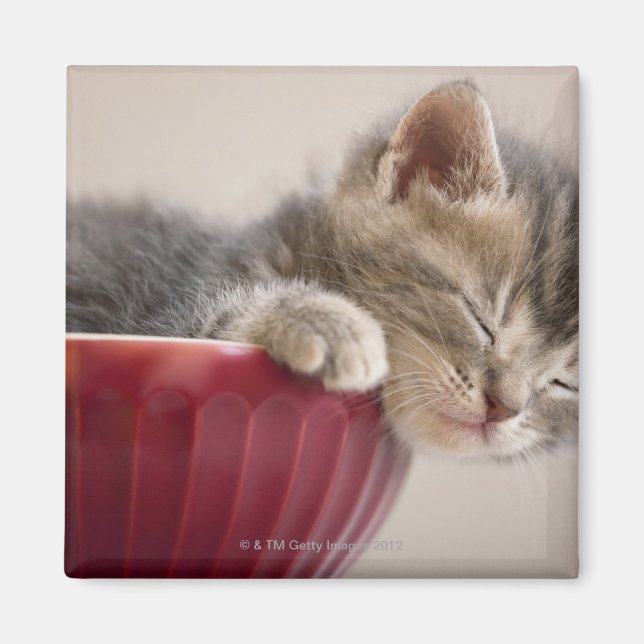 Kitten Sleeping in Bowl Magnet (Framsidan)