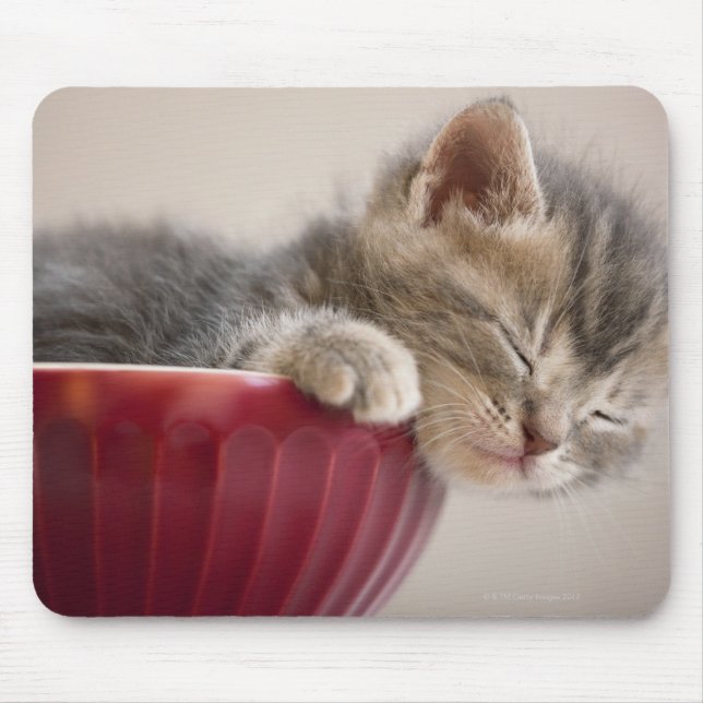 Kitten Sleeping in Bowl Musmatta (Framsidan)