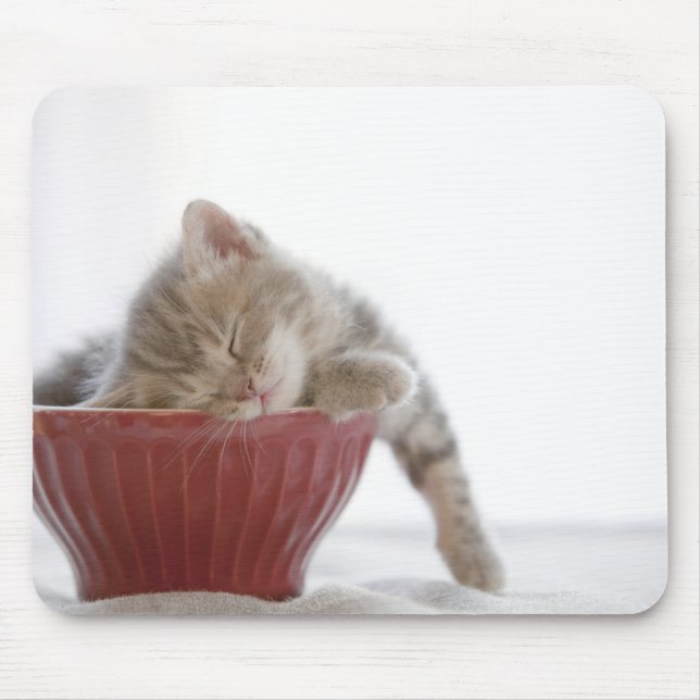 Kitten Sleeping in Bowl Musmatta (Framsidan)