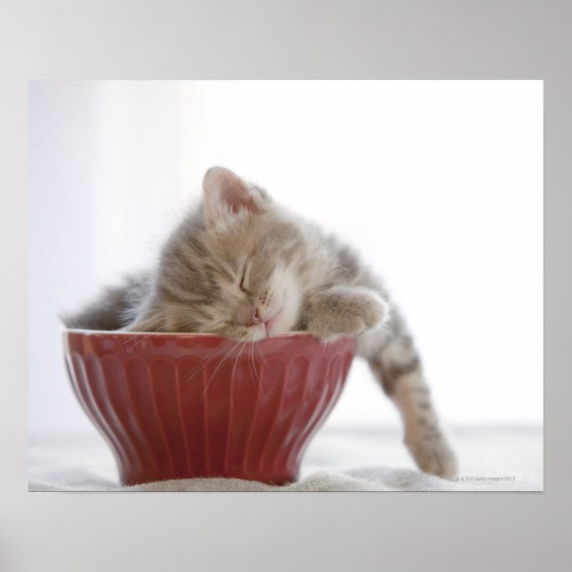 Kitten Sleeping in Bowl Poster (Framsidan)