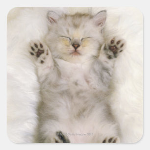 Kitten Sleeping on a White Fluffy Carpet, High Fyrkantigt Klistermärke