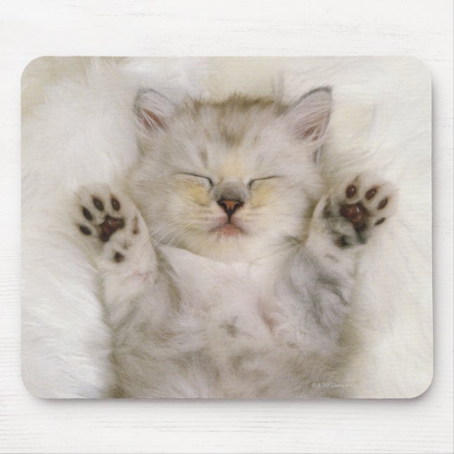 Kitten Sleeping on a White Fluffy Carpet, High Musmatta (Framsidan)