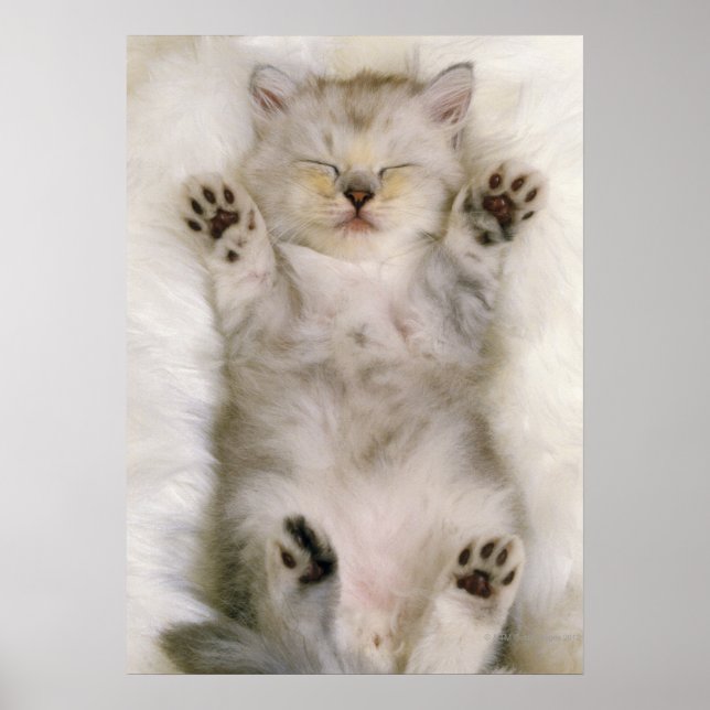 Kitten Sleeping on a White Fluffy Carpet, High Poster (Framsidan)